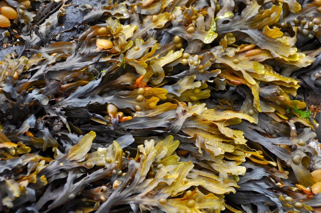 Close-up of olive and golden bladderwrack seaweed with air bladders
