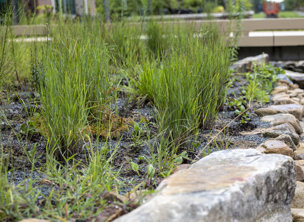 Native grasses in a gravel-mulched rain garden edged with fieldstone