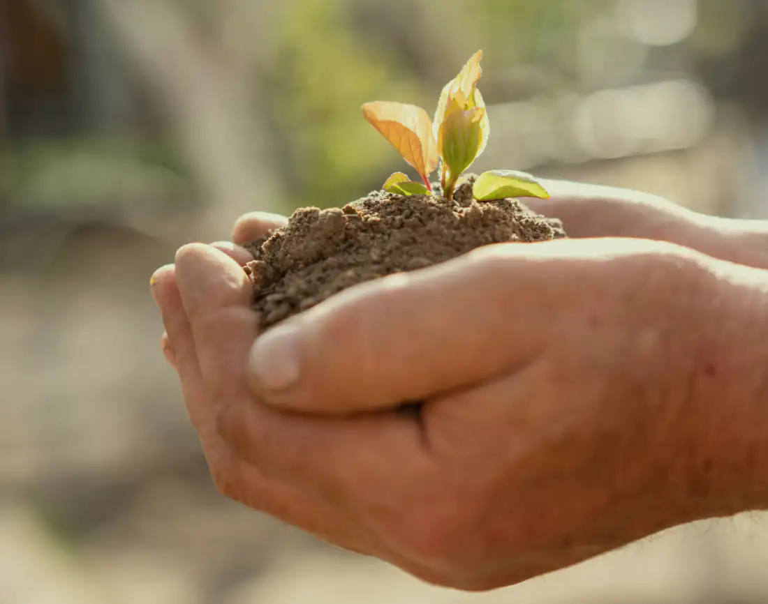 Two cupped hands holding a seedling in a ball of dark soil