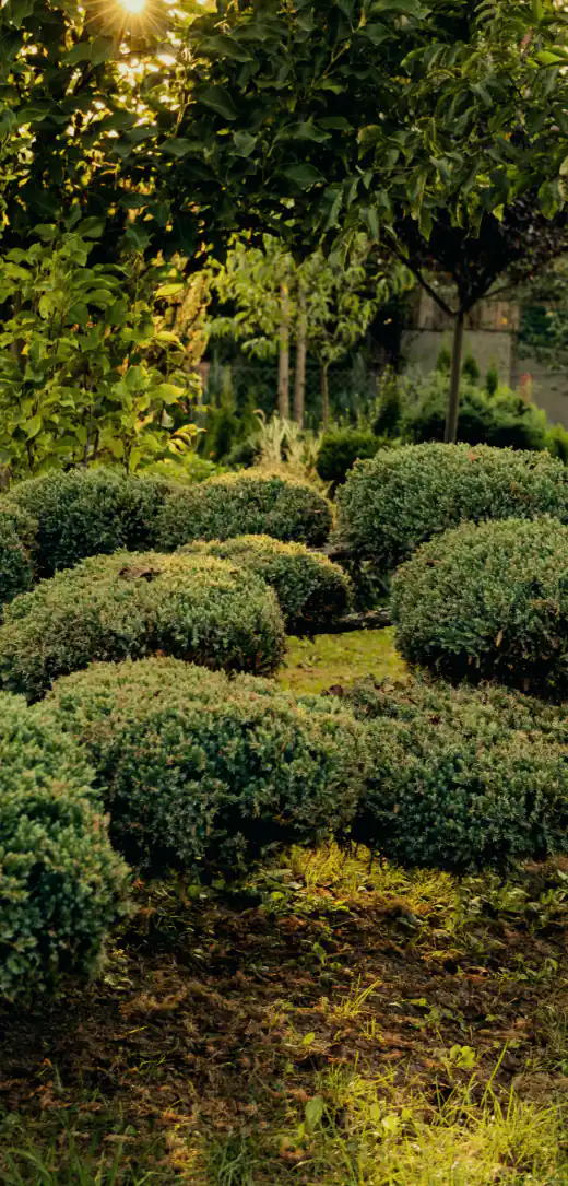 Clipped boxwood mounds and conifers lit by the evening sun