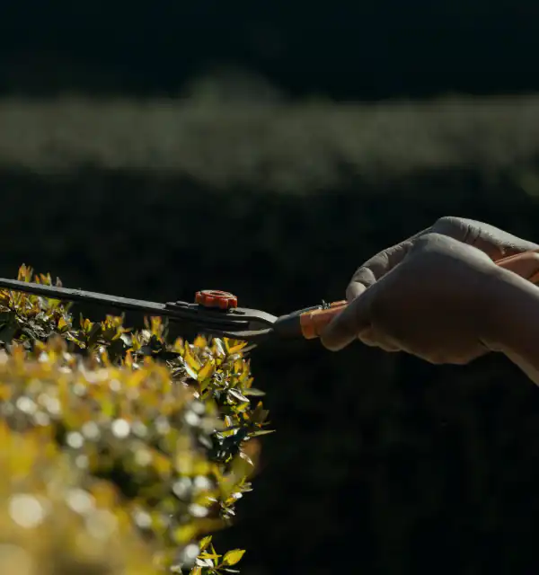 Gloved hands trimming a boxwood hedge with shears in low sun