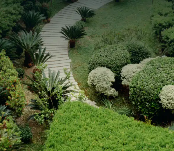 Curving paver path through boxwood and sago palms in a planted garden