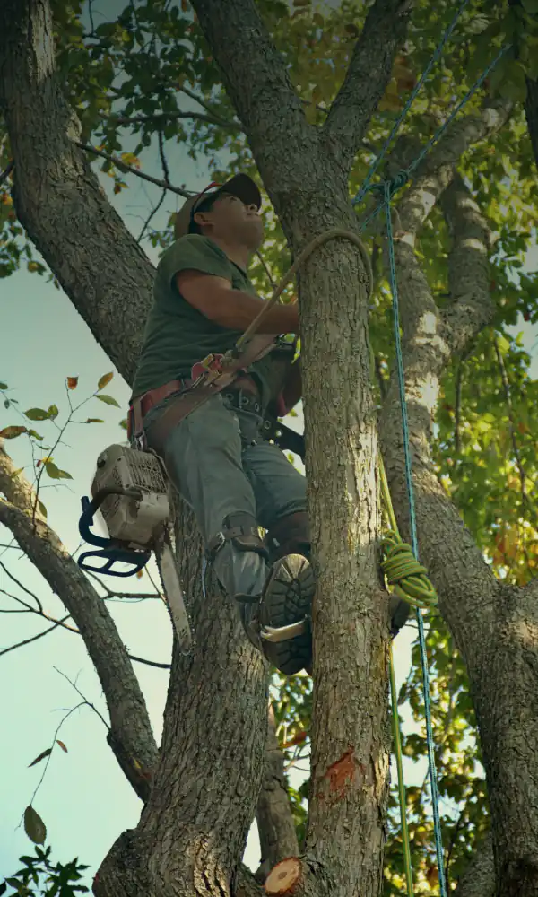 Arborist in a harness and helmet climbing a maple with a chainsaw on his belt