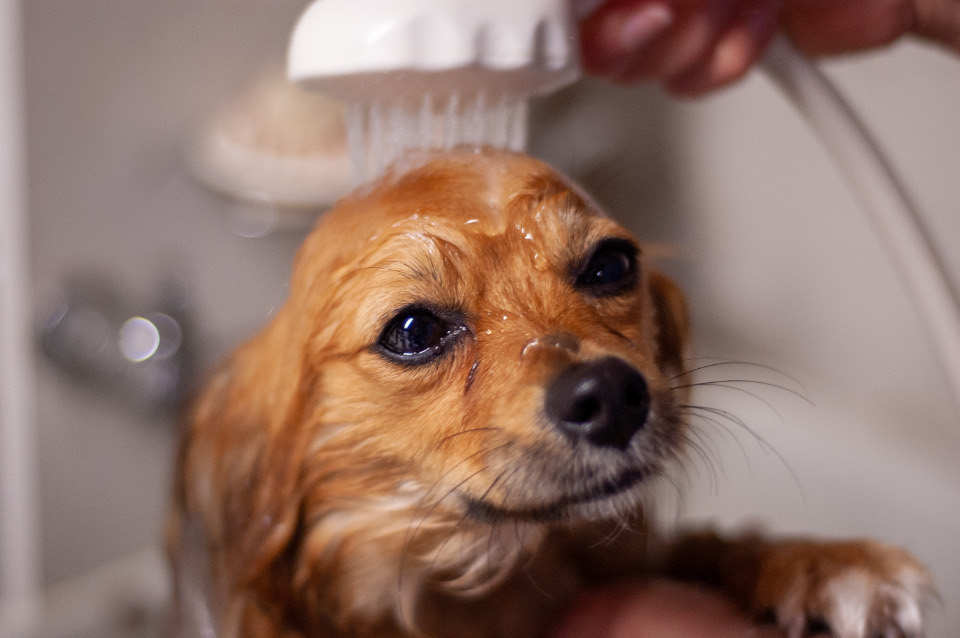 A small ginger dog being rinsed under a gentle shower head