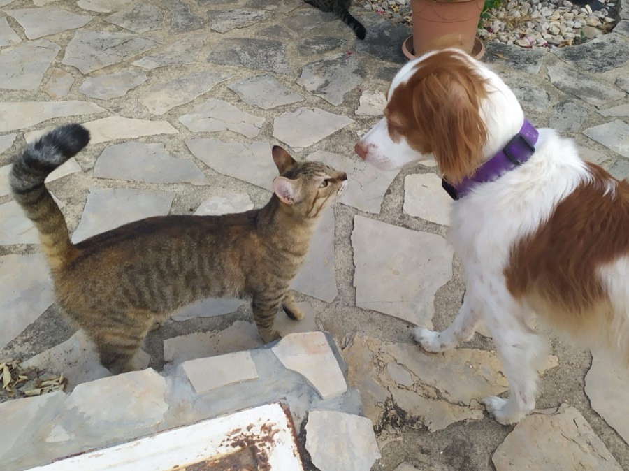 A tabby cat and a brown and white spaniel greeting each other nose to nose on a stone patio