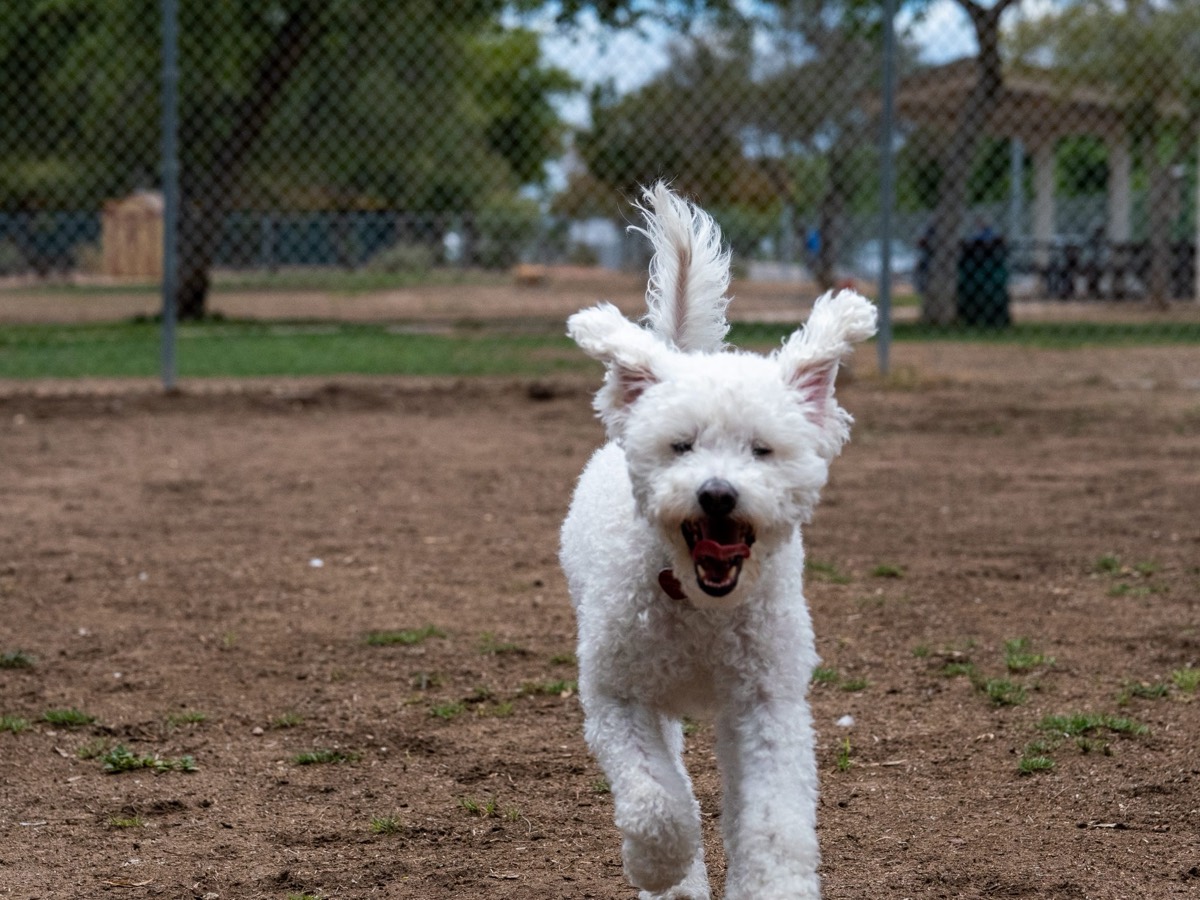 A fluffy white dog running toward the camera across a dog yard, ears flying