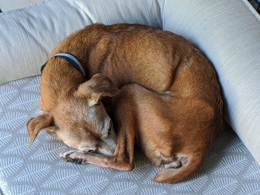 A small tan dog curled up asleep on a cushioned bed